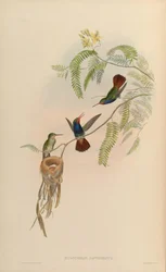 Hylocharis szafirina